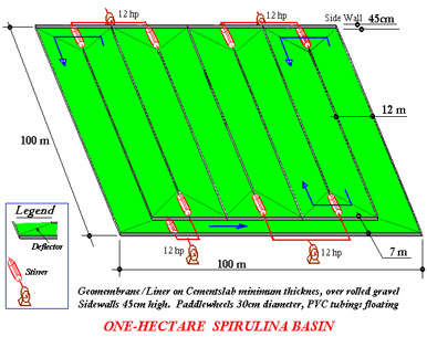 spirulina basin